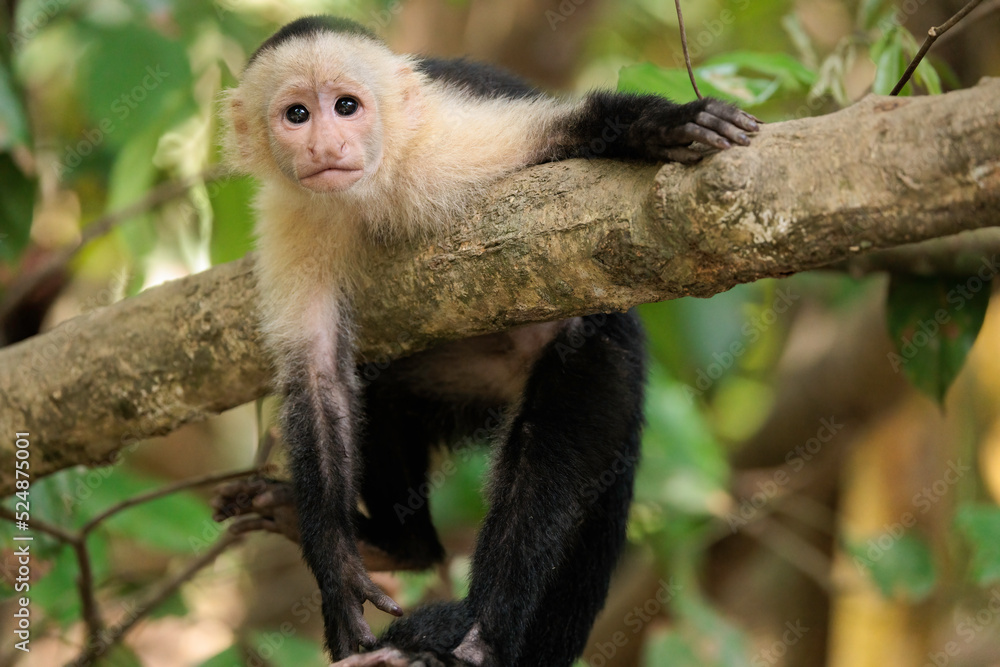 Naklejka premium Funny white-faced capuchin / White headed capuchin (Cebus imitator) on a branch, Sierpe river near Corcovado national park, Osa peninsula, Costa Rica