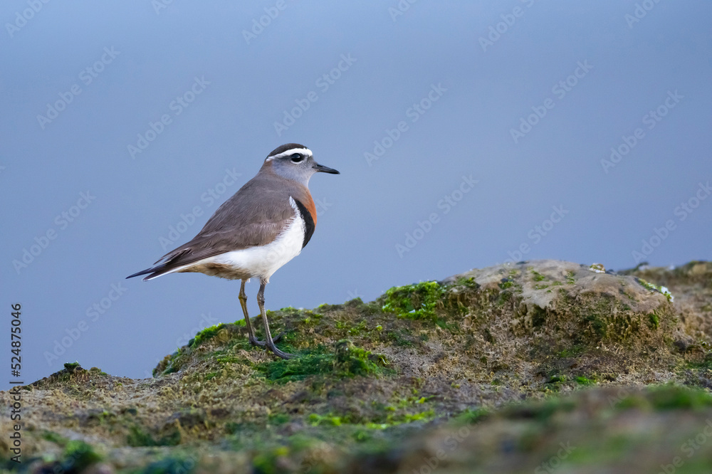 Rufous chested Dotterel, Charadrius modestus , at low tide, Peninsula Valdes, Unesco World Heritage Site, Chubut Province, Patagonia, Argentina. Rufous chested Dotterel, Charadrius modestus , at low tide, Peninsula Valdes, Unesco World Heritage Site, Chubut Province, Patagonia, Argentina.