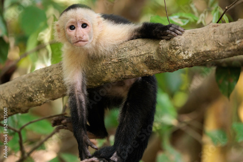 Funny white-faced capuchin / White headed capuchin (Cebus imitator) on a branch, Sierpe river near Corcovado national park, Osa peninsula, Costa Rica