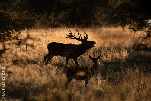 Male Red deer in La Pampa, Argentina, Parque Luro, Nature Reserve photo