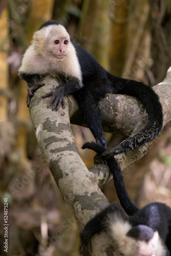 White-faced capuchin / White headed capuchin (Cebus imitator) on a branch along Sierpe river near Corcovado national park, Osa peninsula, Costa Rica