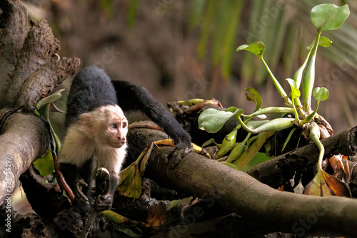 Tableau sur toile White-faced capuchin / White headed capuchin (Cebus imitator) on a branch along
