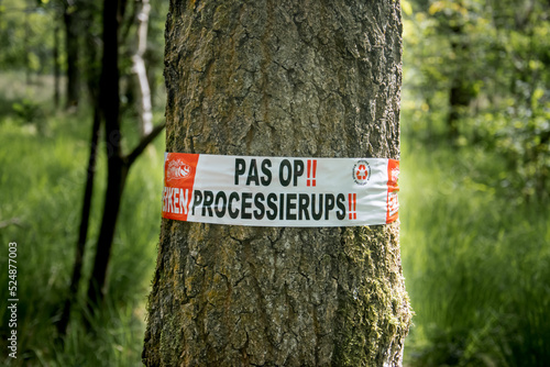 Sign danger in the forest: processionary caterpillar photo