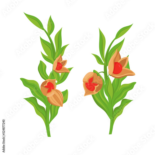 Ashwaganda. Withania somnifera. Leaves and fruit. Vector set