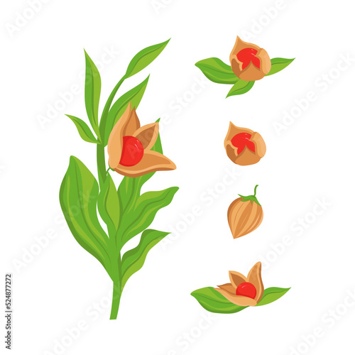 Ashwaganda. Withania somnifera. Leaves and fruit. Vector