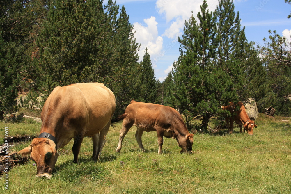 vacas pastando en libertad en las montañas