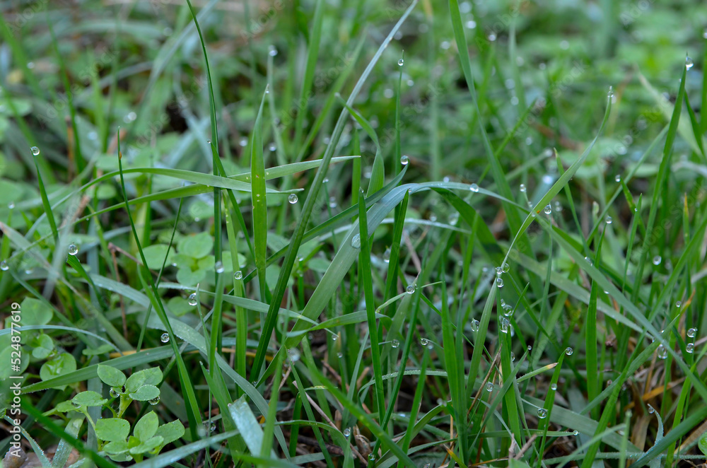 Morning autumn dew on the grass close up Morning autumn dew on the grass close up