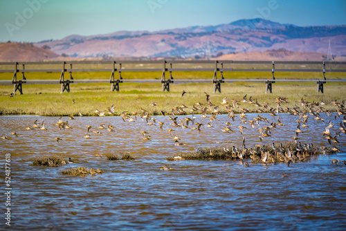 2022-08-20 NUMEROUS SHORE BIRDS TAKING FLIGHT AT THE BAYLANDS NATURE RESERVE IN PALO ALTO CALIFORNIA photo