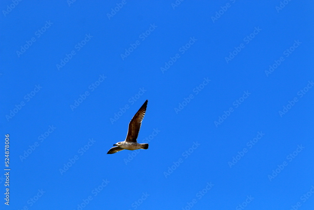 Birds in the sky over the Mediterranean Sea. Birds in the sky over the Mediterranean Sea.