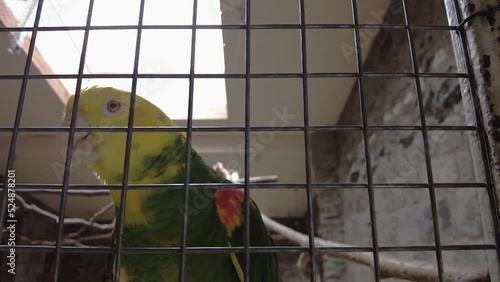 amazon parrot with yellow neck closeup. Tropical bird video