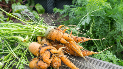 Im Hochbeet leckeres Gemüse wie Karotten anpflanzen und frisch ernten, Hochbeet für Selbstversorgen