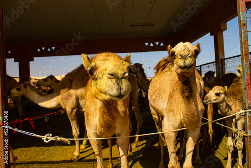 Marché aux dromadaires d'Al Aïn