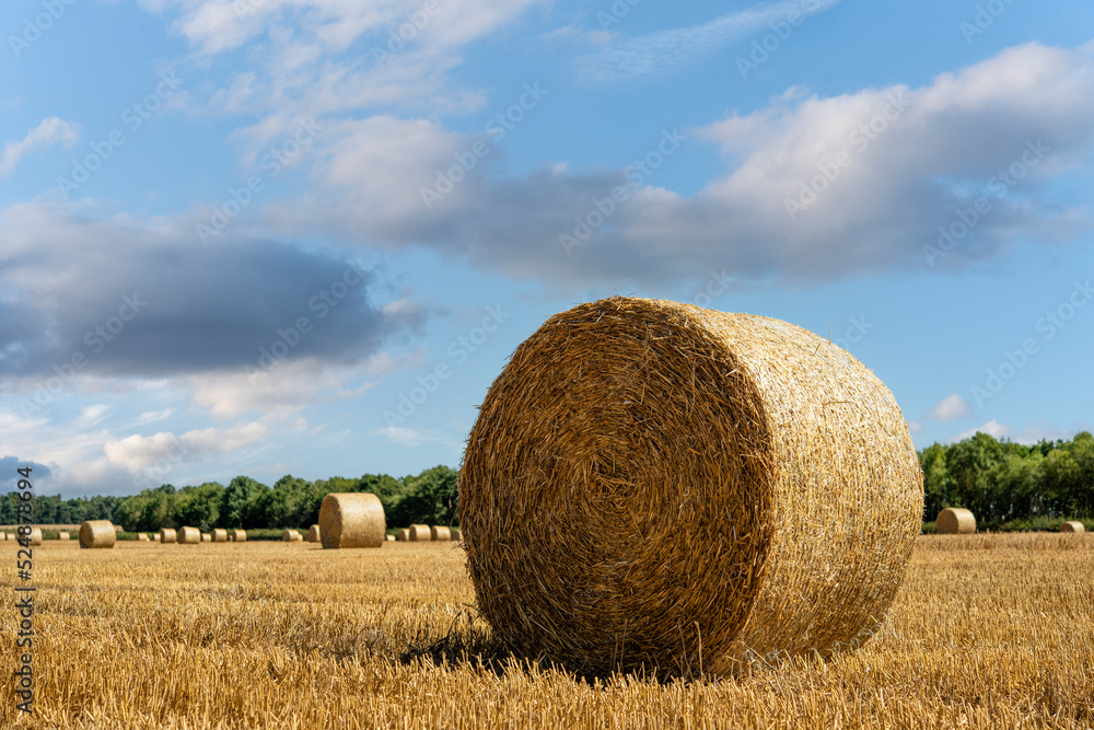 Hay bale and straw in the field. English Rural   landscape.   Wheat yellow golden harvest in summer. Countryside natural landscape. Grain crop, harvesting