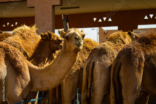 Marché aux dromadaires d'Al Aïn