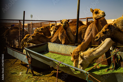 Marché aux dromadaires d'Al Aïn