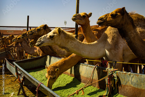 Marché aux dromadaires d'Al Aïn