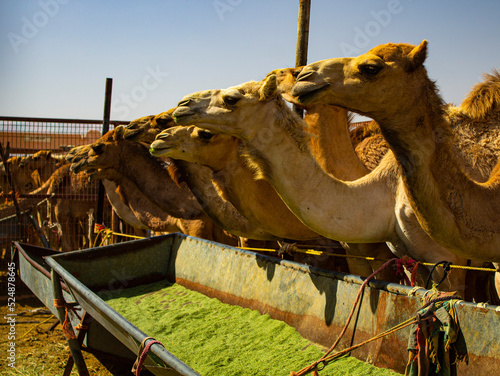 Marché aux dromadaires d'Al Aïn