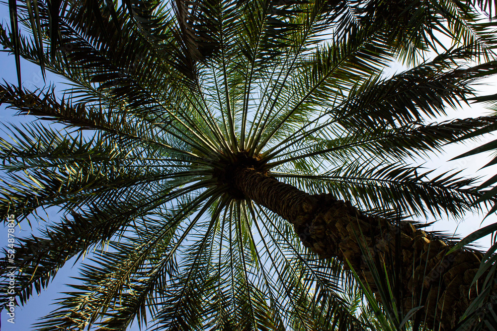 Fototapeta premium palmeraie d'Al Aïn