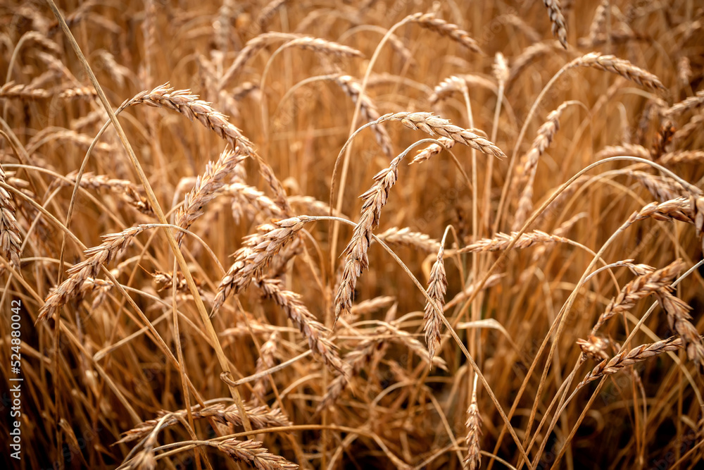 Fototapeta premium Bright ripe cereal field, yellow wheat. Close up. Harvesting. Grain Crisis in Europe.