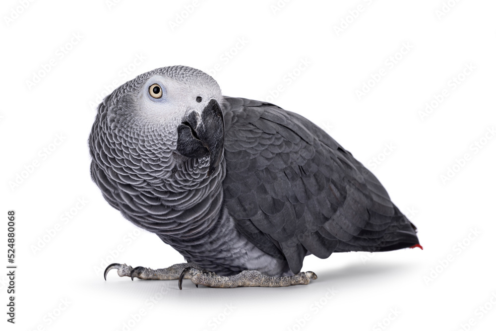 Obraz premium Detailed shot of Grey Parrot, standing side ways with head up. Head turned to camera. Showing typical red tail tip. Isolated on a white background.