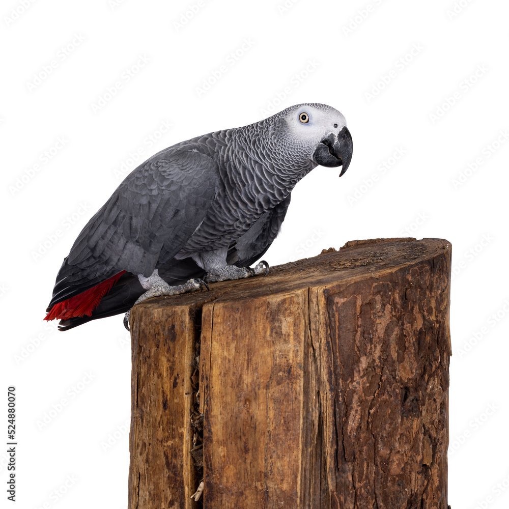 Obraz premium Detailed shot of Grey Parrot, standing side ways on tree trunk. Looking towards camera. Showing typical red tail tip. Isolated on a white background.