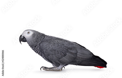 Detailed shot of Grey Parrot, standing side ways with head up. Looking straight ahead away from camera. Showing typical red tail tip. Isolated on a white background.