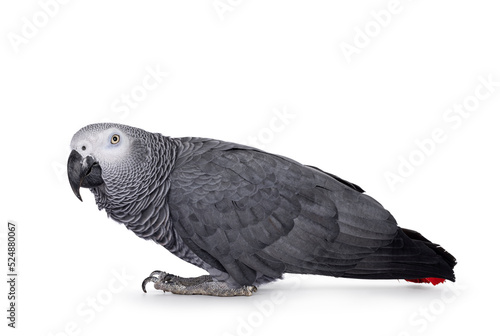Detailed shot of Grey Parrot, standing side ways with head up. Head turned to camera. Showing typical red tail tip. Isolated on a white background.