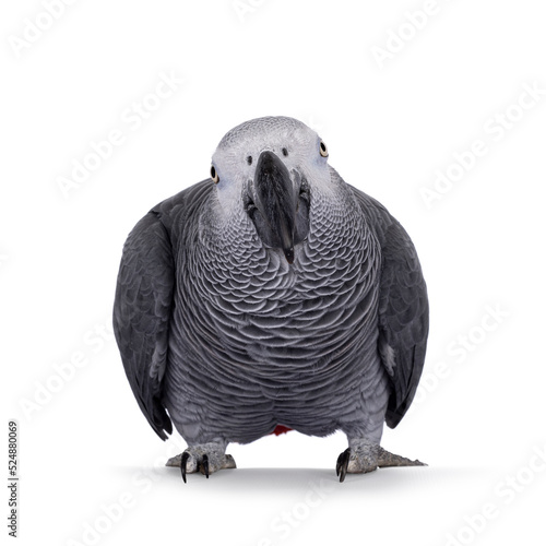 Detailed shot of Grey Parrot, standing facing front with head up. Looking towards camera showing both eyes. Showing typical red tail tip. Isolated on a white background.