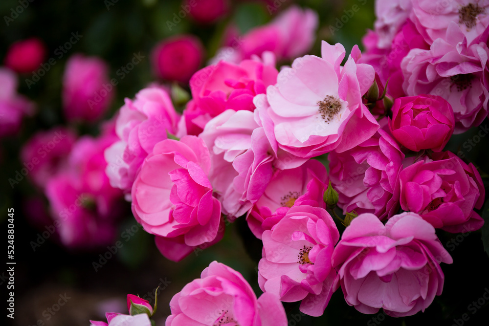 Garden pink roses in the garden close-up, card with free space for text Garden pink roses in the garden close-up, card with free space for text