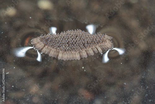 house mosquito, northern common house mosquito, common gnat, house gnat (Culex pipiens), eggs on watersurface photo