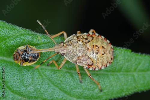 Nymph, the larva of an insect of the family Pentatomidae (shield bug) with a hunted ladybug. photo