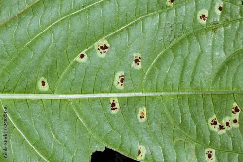 Rust caused by Puccinia komarovii on green leaf of Impatiens parviflora (Small balsam) photo
