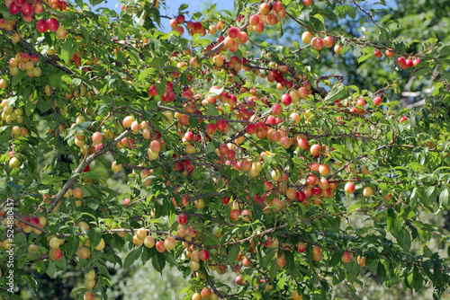 Wild plum trees ripening on the tree in yellow and black.