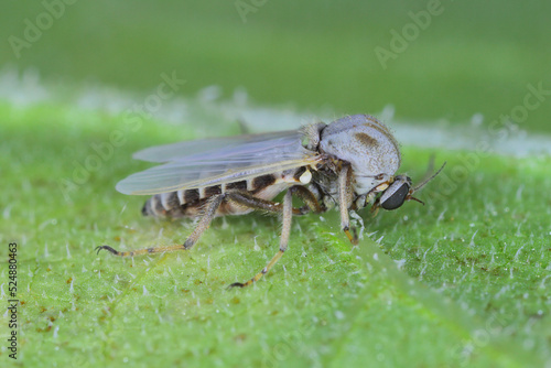 Female of flie from family Chironomidae (informally known as chironomids, nonbiting midges, or lake flies). photo