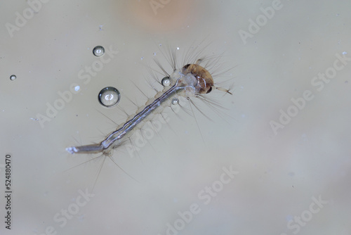 Close-up Of Mosquito Larva Underwater.