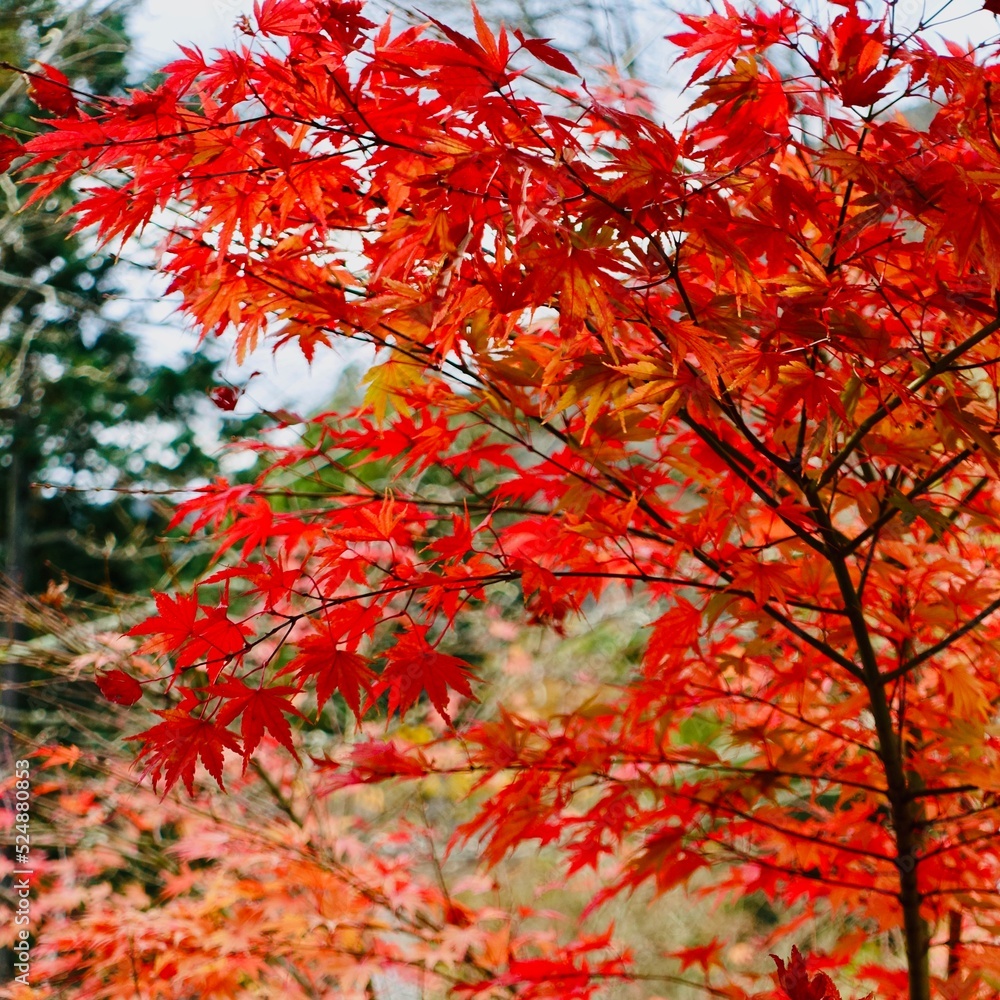 赤く染まる色鮮やかな秋の紅葉 赤く染まる色鮮やかな秋の紅葉