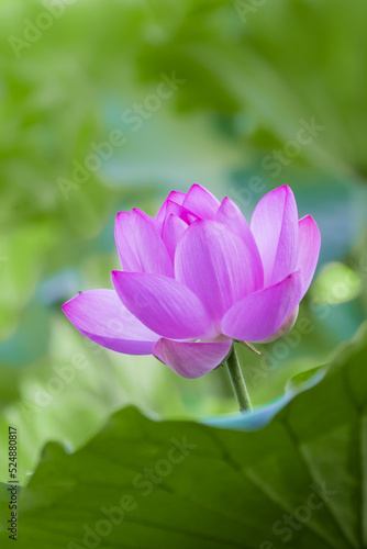 An isolated pink lotus flower surrounded by green leaves.  