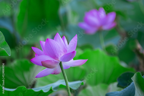 Two purple lotus flowers