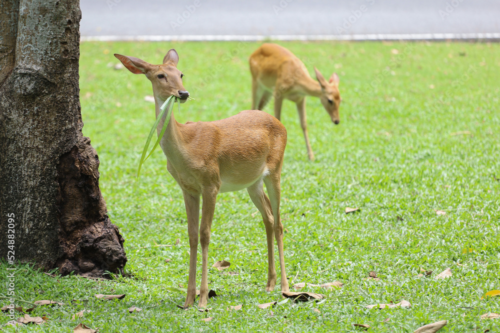 Fototapeta premium The female deer is eatting grassin garden at thailand