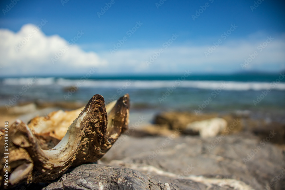 Shells by the sea, Aceh, Indonesia.