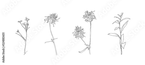 Hand drawn flower collection. Set of outline stem burdock flowers. Black isolated plants sketch vector on white background. Herb wildflower decorative print elements