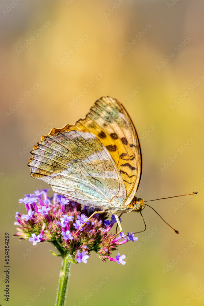 Obraz premium farfalla