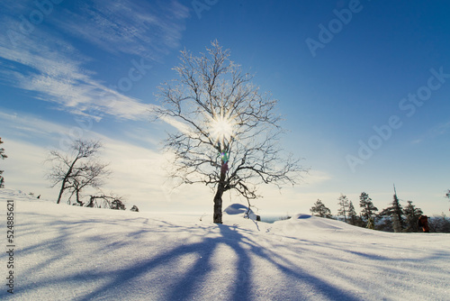 Sunny winter landscape