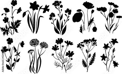 Wild flowers plants monkshood thistle poppy botanic collection vector Silhouettes