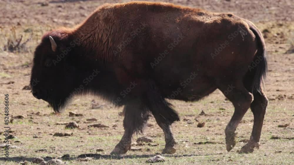 Bison walking in Utah National Park, USA. Animals and Wildlife. Desert, Tourism, Trip, Rock Formations, red rocks, orange stone, wild nature, sunny. High quality 4k footage Bison walking in Utah National Park, USA. Animals and Wildlife. Desert, Tourism, Trip, Rock Formations, red rocks, orange stone, wild nature, sunny. High quality 4k footage
