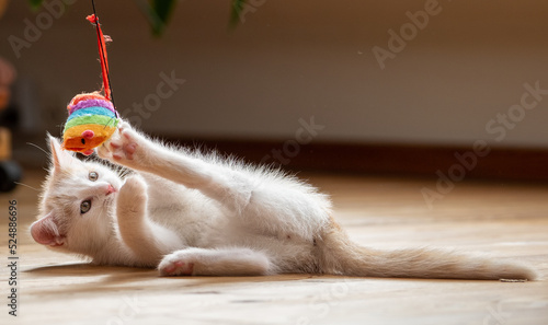 Kleine junge Katze beim Spielen.