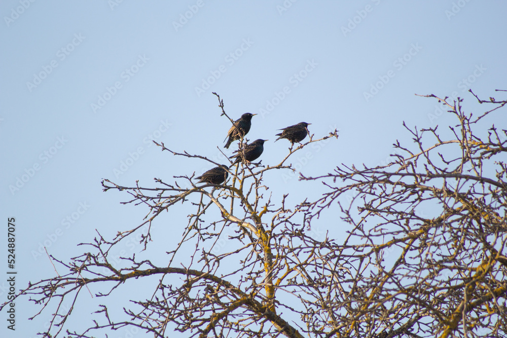 birds starlings sitting on tree branches. Spring birds starlings sitting on tree branches. Spring