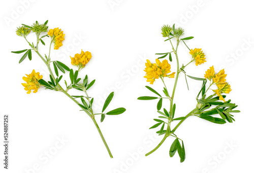 Yellow alfalfa flowers isolated on a white background, top view photo