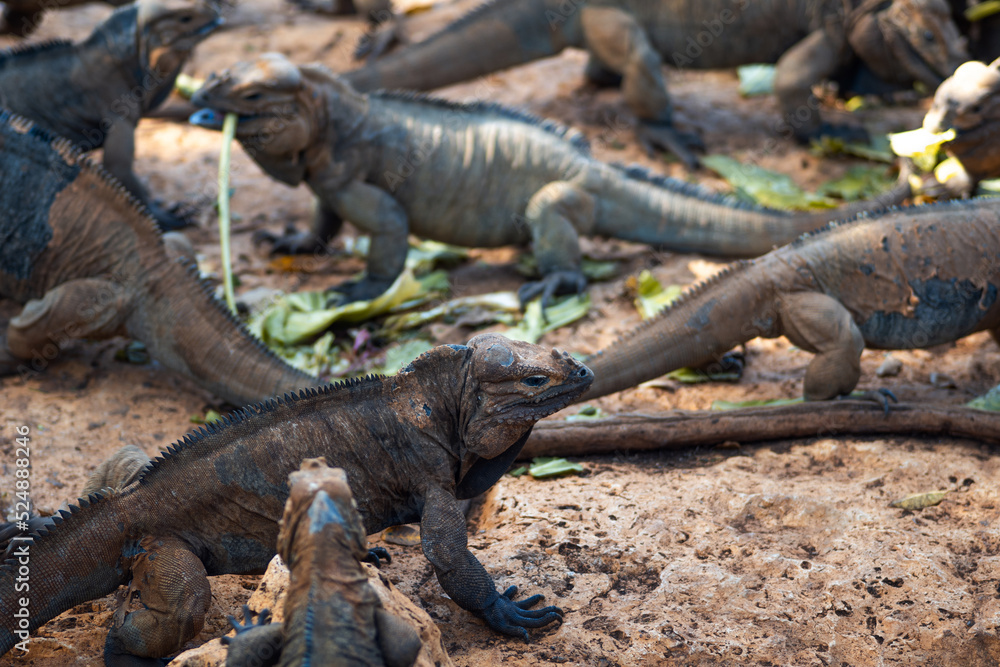 Brown iguanas in the wild, nature park. Lizard colony, close-up Brown iguanas in the wild, nature park. Lizard colony, close-up