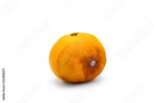 Rotten orange on white background.